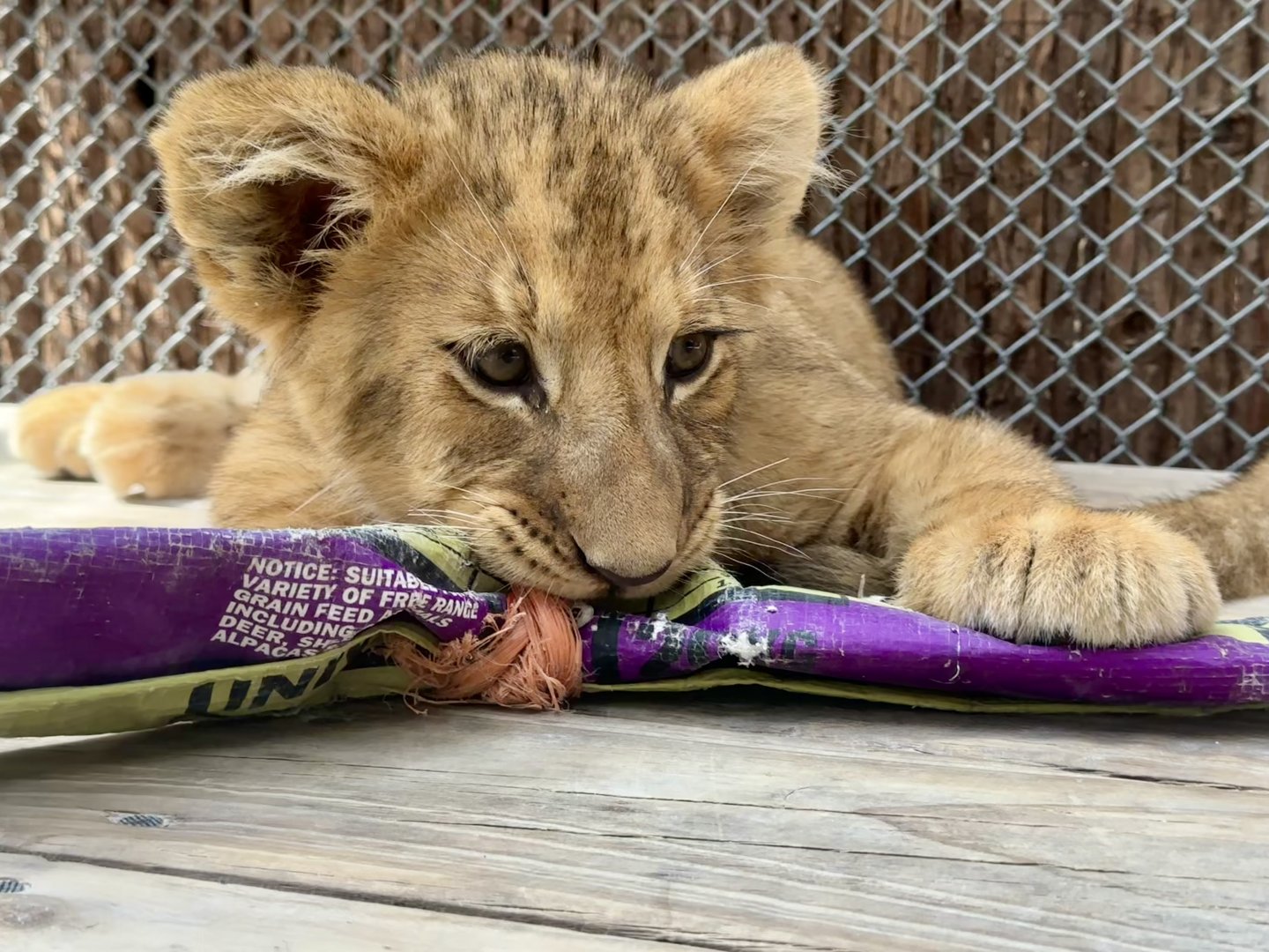 Female African Lion Cub (Chewing Toy)