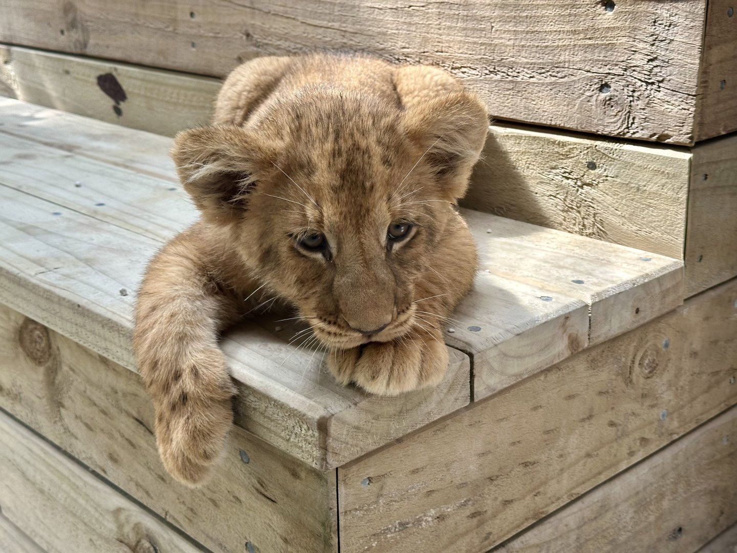 Female African Lion Cub (Stalking Ducks)