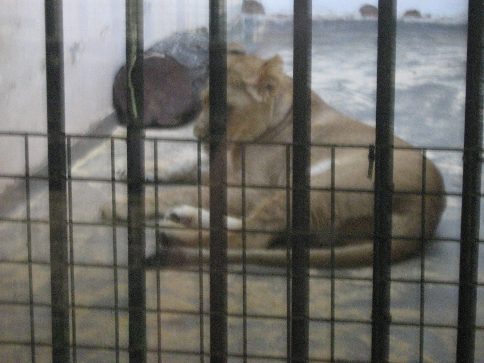 female african lion cub