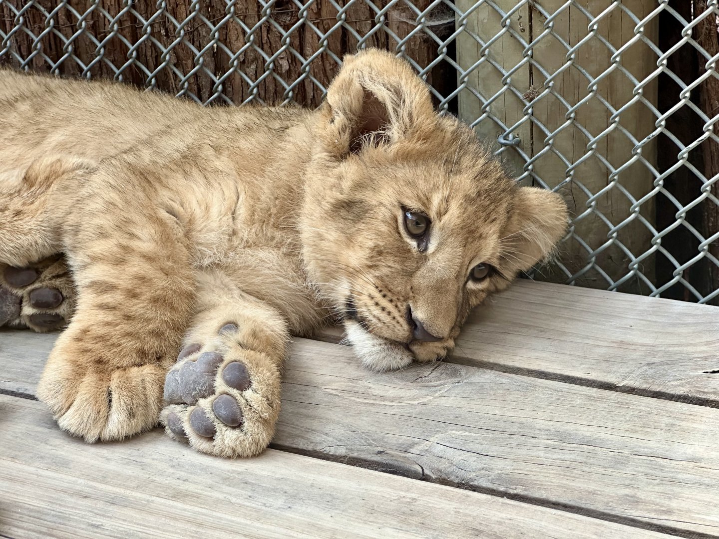 Female African Lion Cub