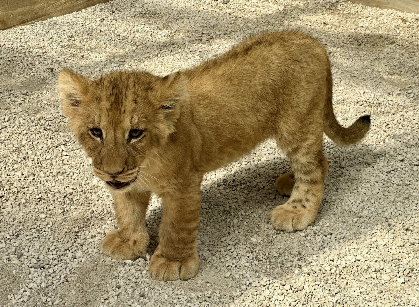 Female African Lion Cub