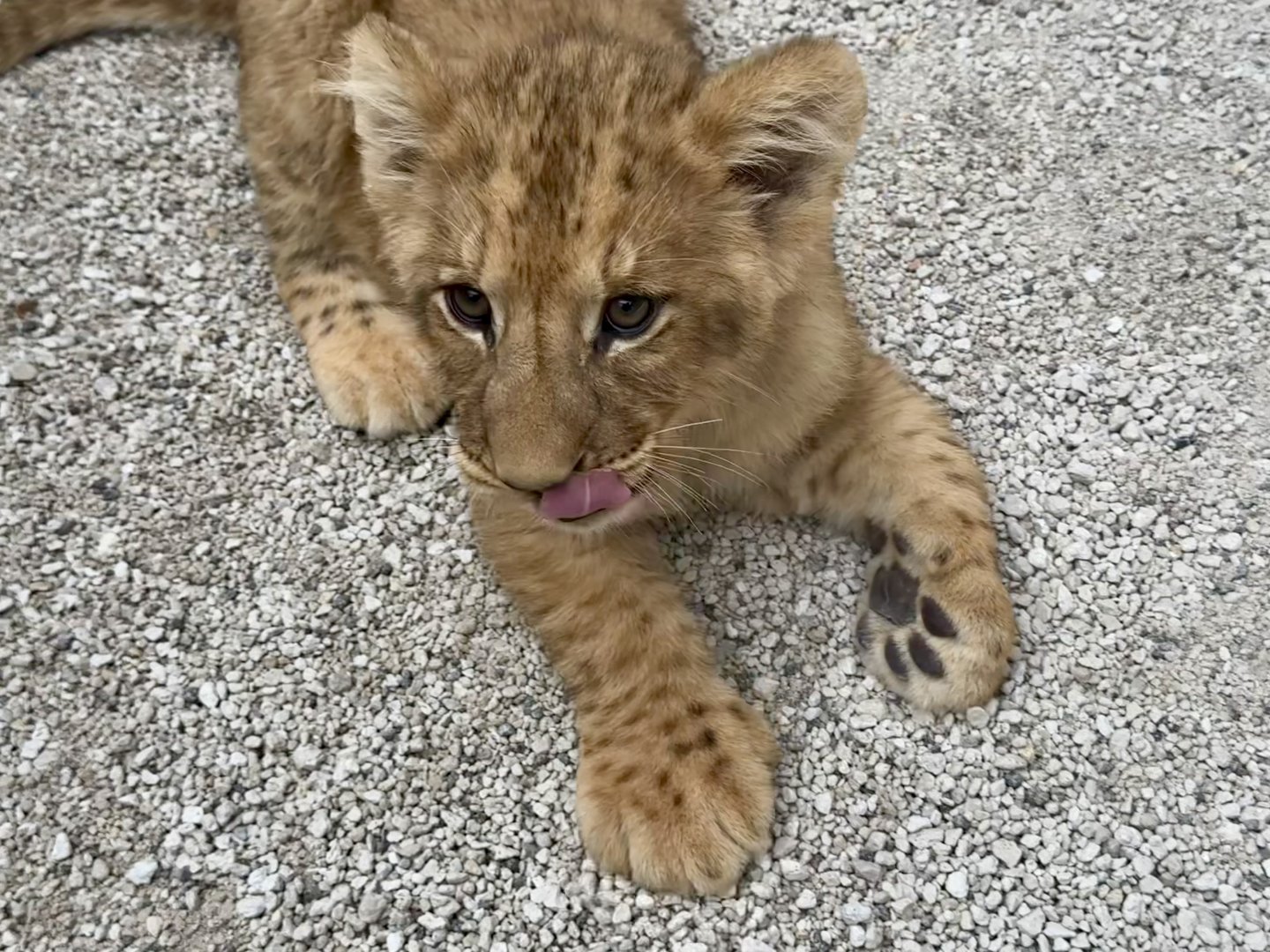 Female African Lion Cub
