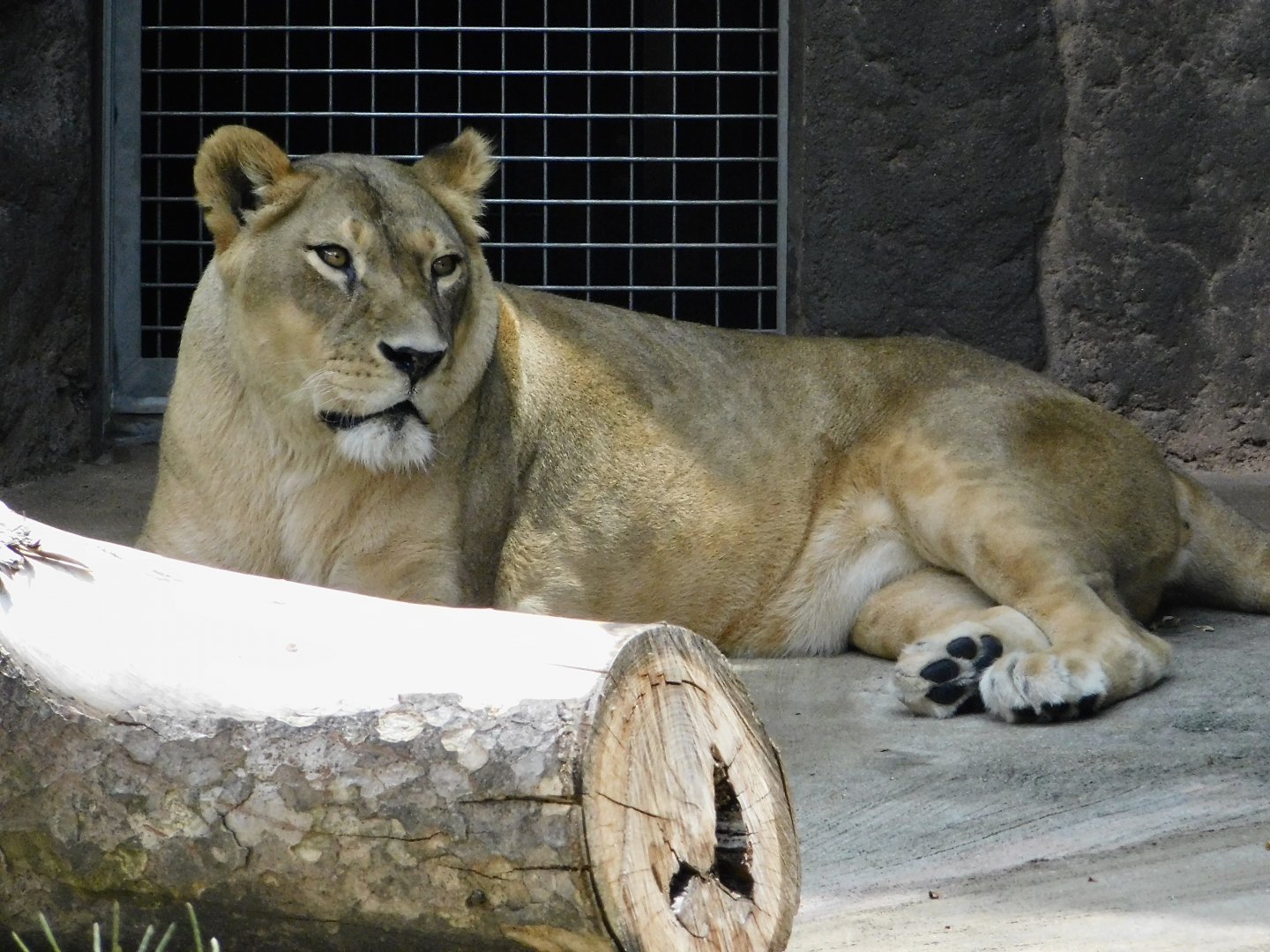 Female African Lion (Panthera leo) August 8, 2025