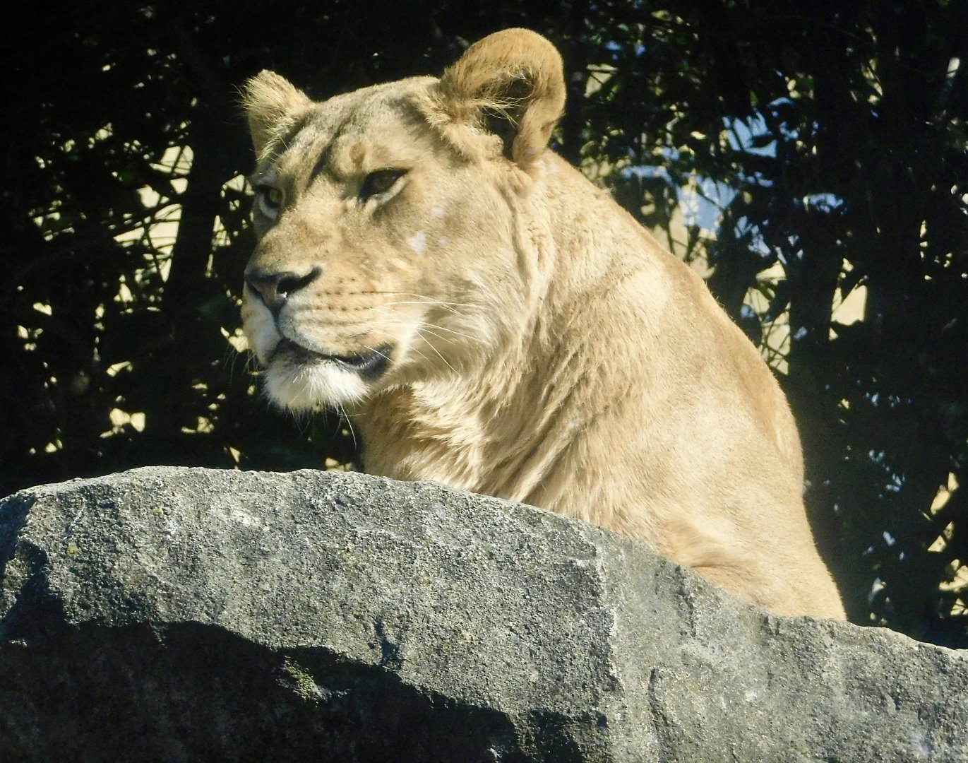 Female African Lion (Panthera leo) - Tobu Zoo November 15, 2025