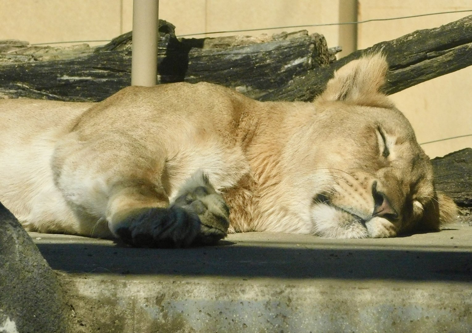 Female African Lion (Panthera leo) - Tobu Zoo November 15, 2025