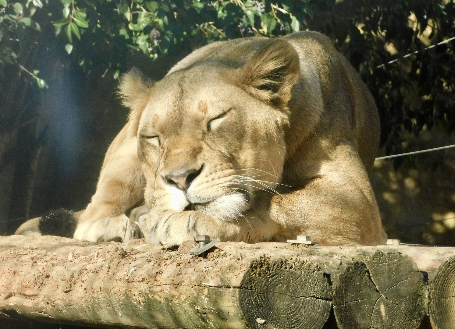 Female African Lion (Panthera leo) - Tobu Zoo November 15, 2025