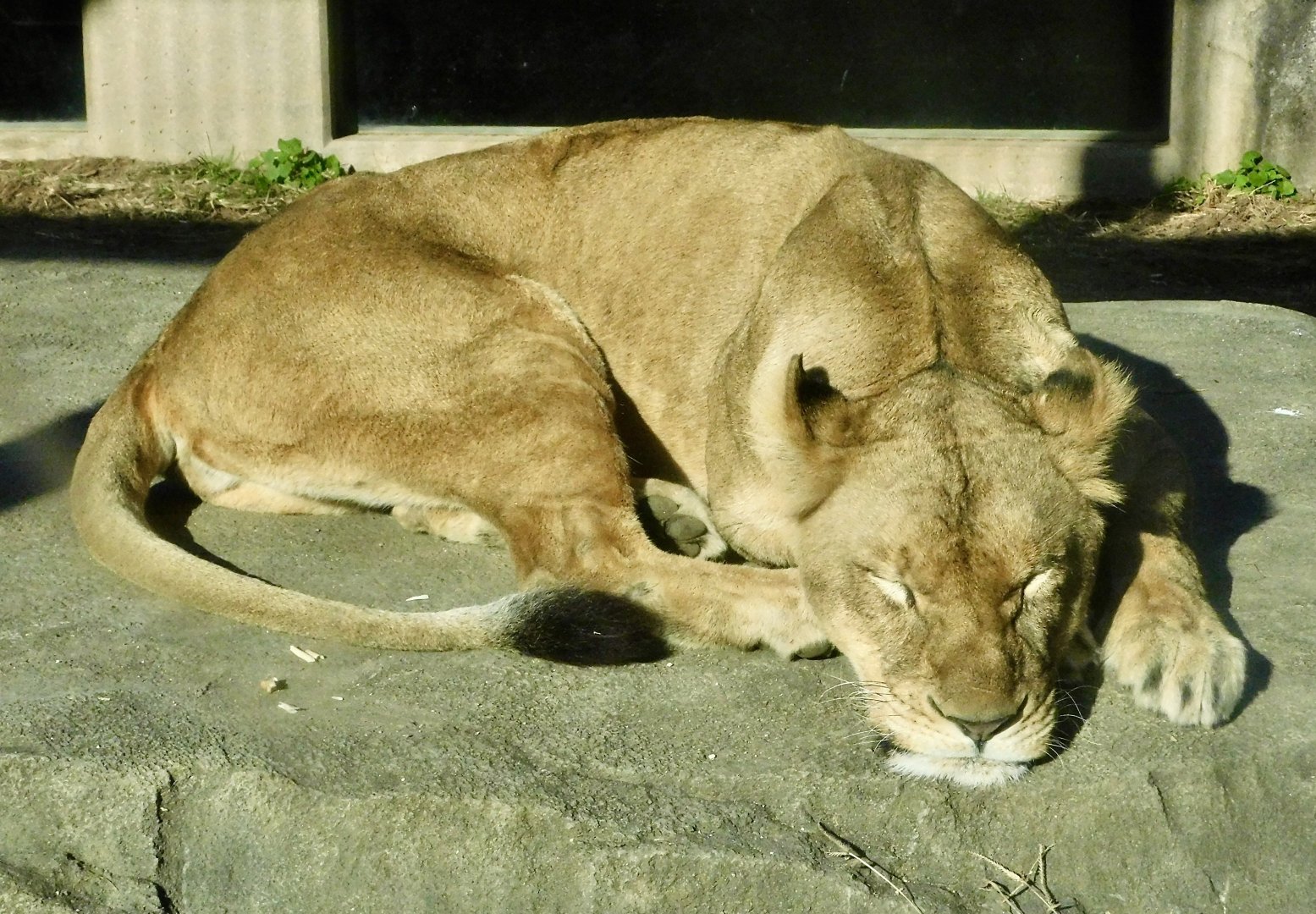 Female African Lion (Panthera leo) - Tobu Zoo November 15, 2025