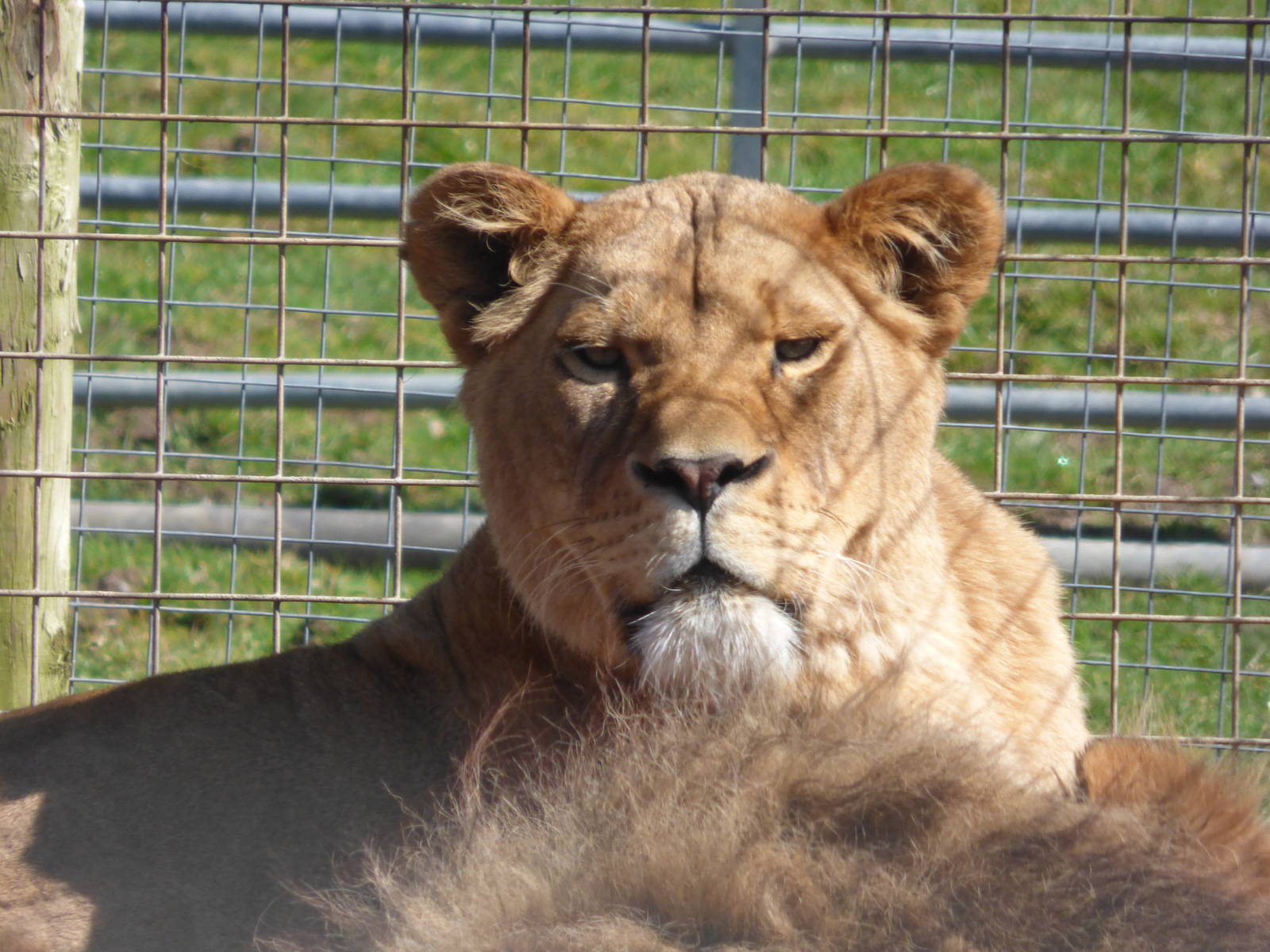 Female African Lion, Wilma