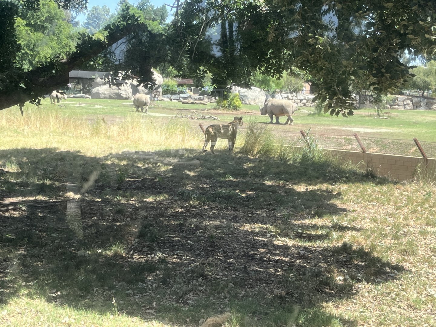 Female african lion Zamaya and Southern White Rhinos