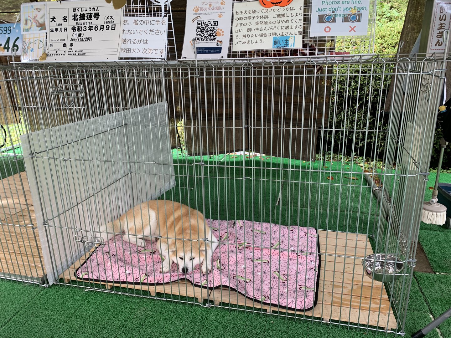 Female Akita Inu