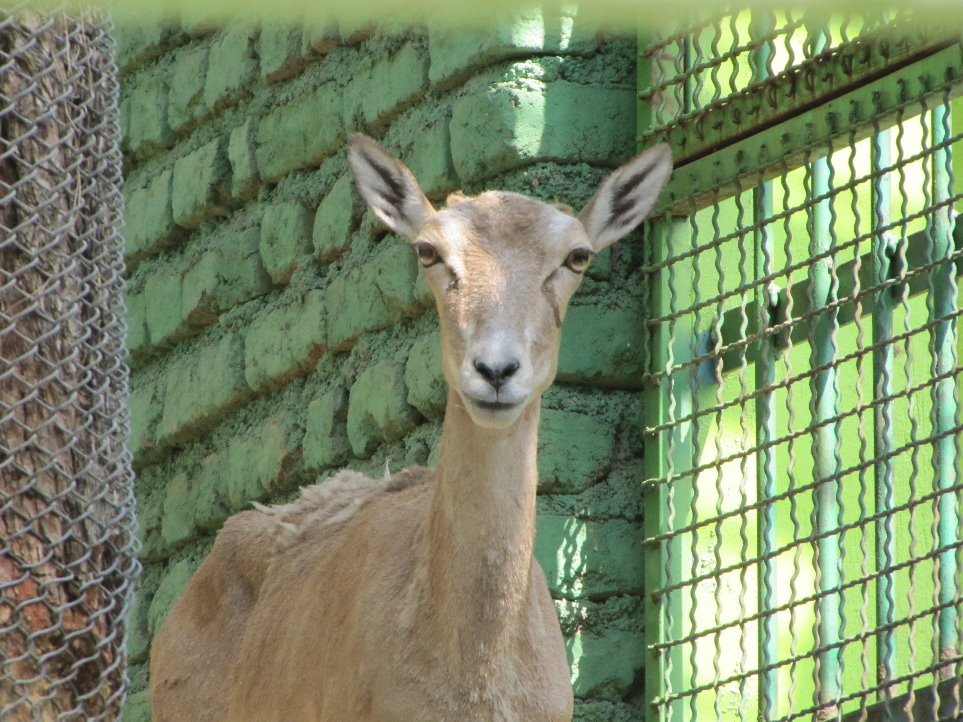 female alborz wild sheep (tehran zoo)