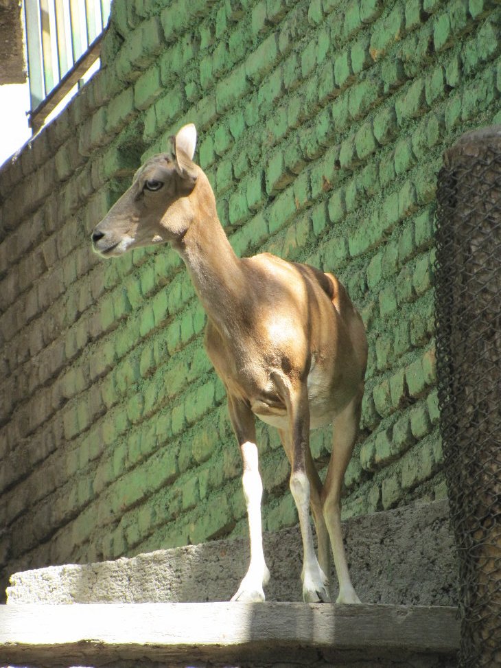 female alborz wild sheep