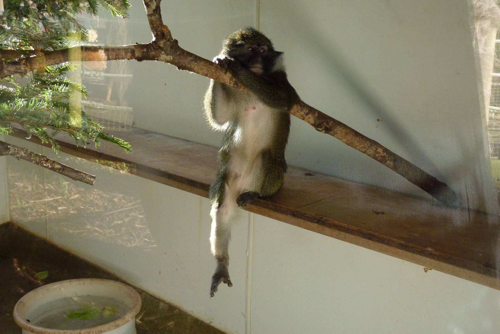 Female Allen's Swamp Monkey, January 2015