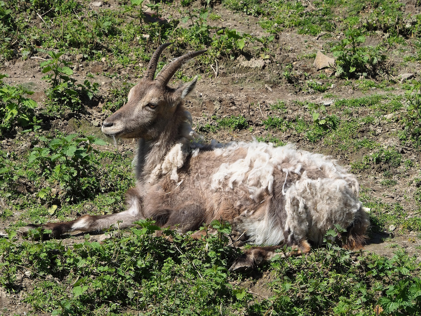 Female Alpine ibex (Capra ibex), 2023-04-30