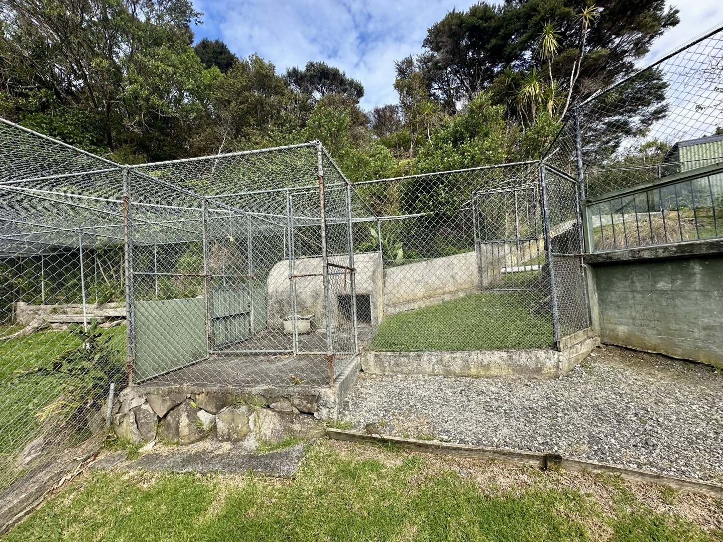 Female American Alligator Exhibit (Holding Cage)