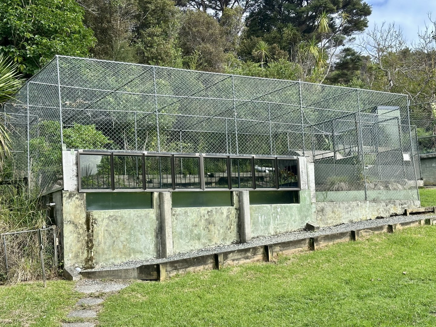 Female American Alligator Exhibit