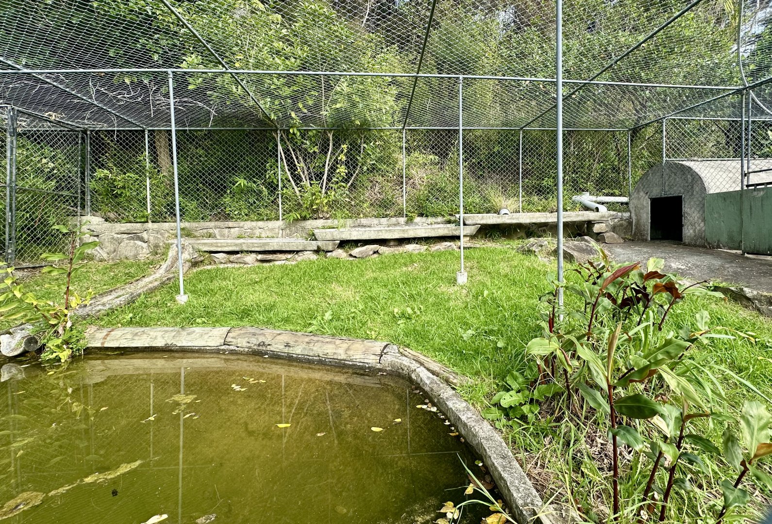 Female American Alligator Exhibit
