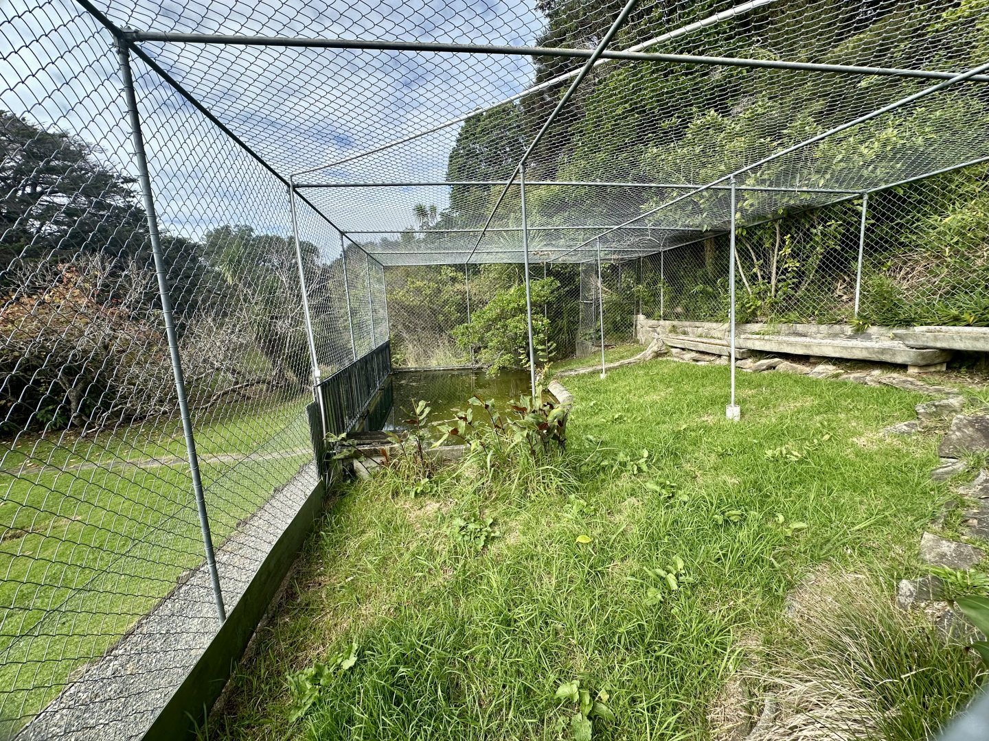 Female American Alligator Exhibit