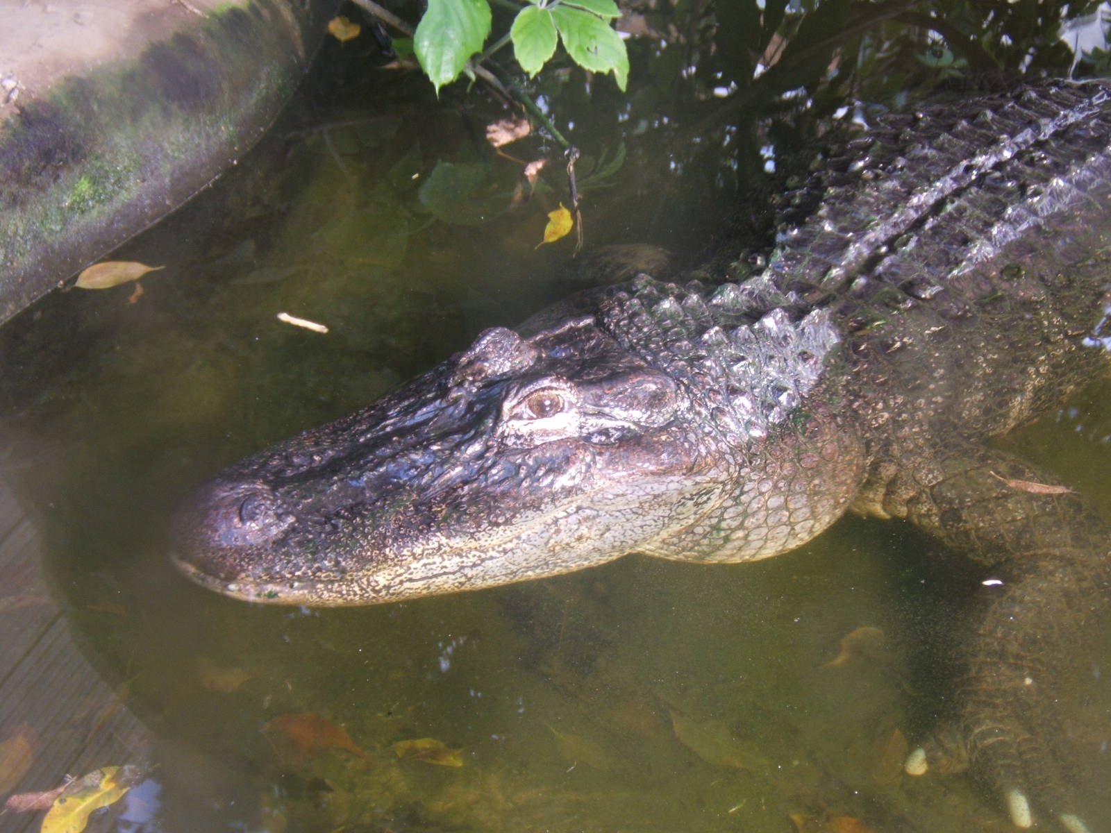 Female American Alligator in Forest House