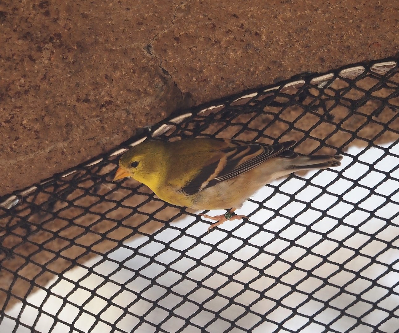 Female American goldfinch (Spinus tristis), 2025-05-17