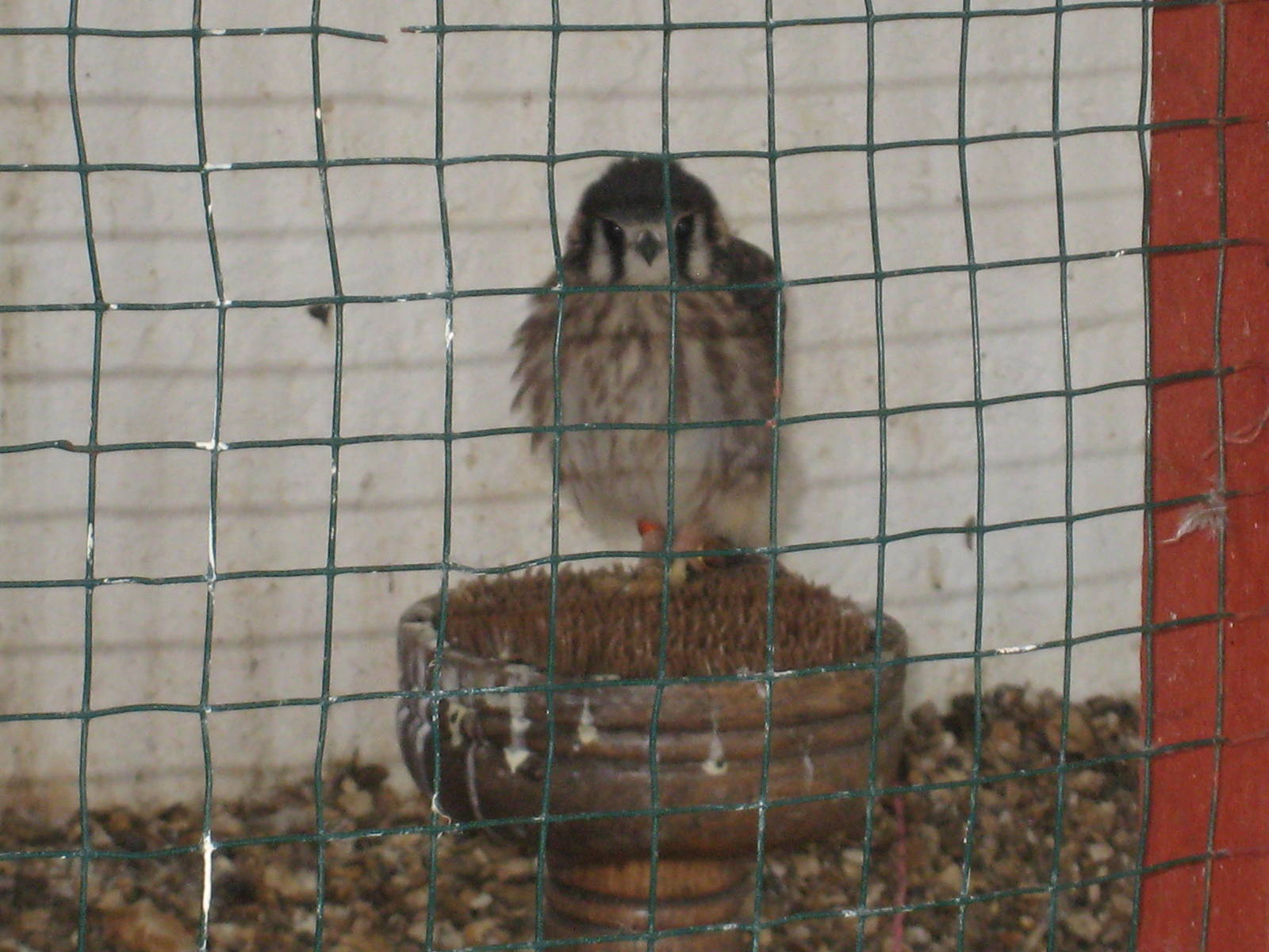 Female American Kestrel at Liberty`s