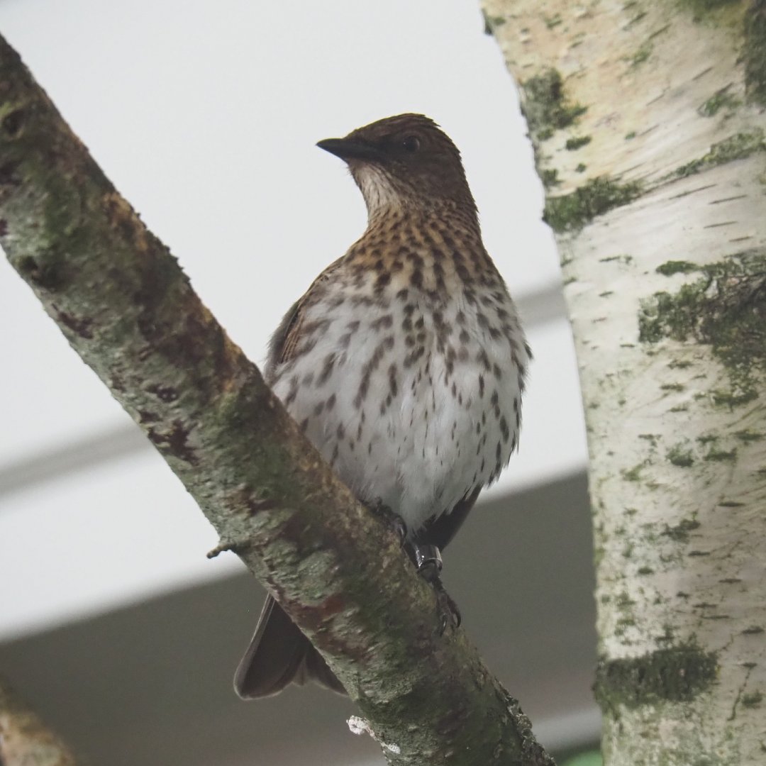 Female Amethyst starling (Cinnyricinclus leucogaster), 2022-05-26