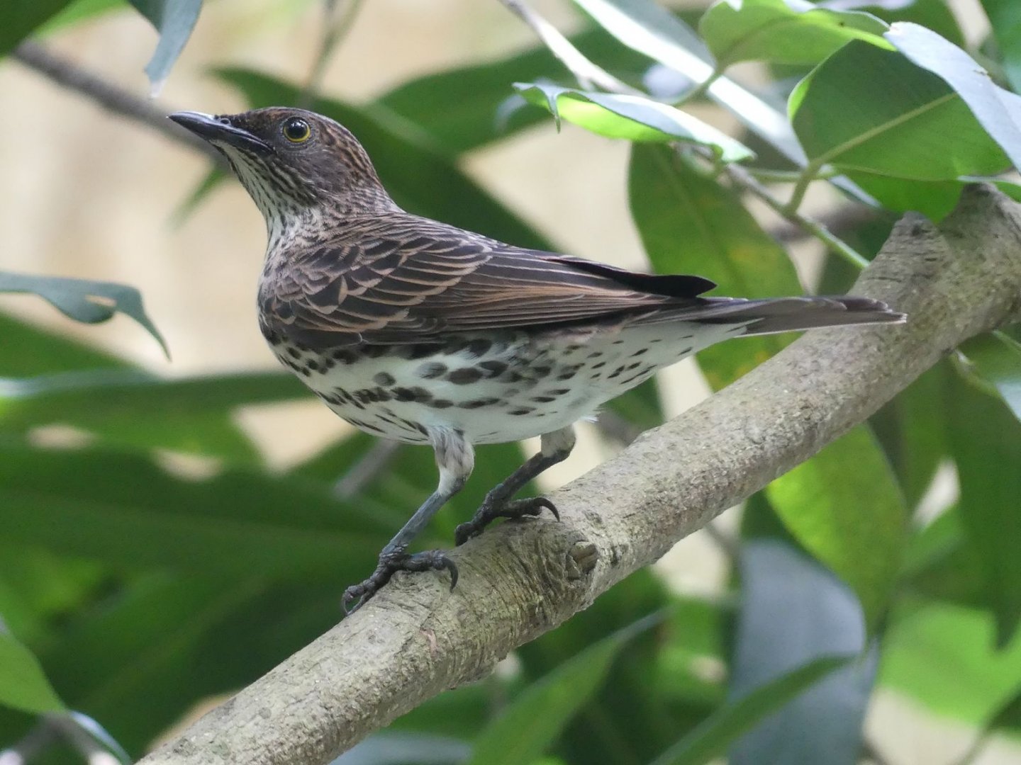 female Amethyst Starling - Zoo København - 26.05.25