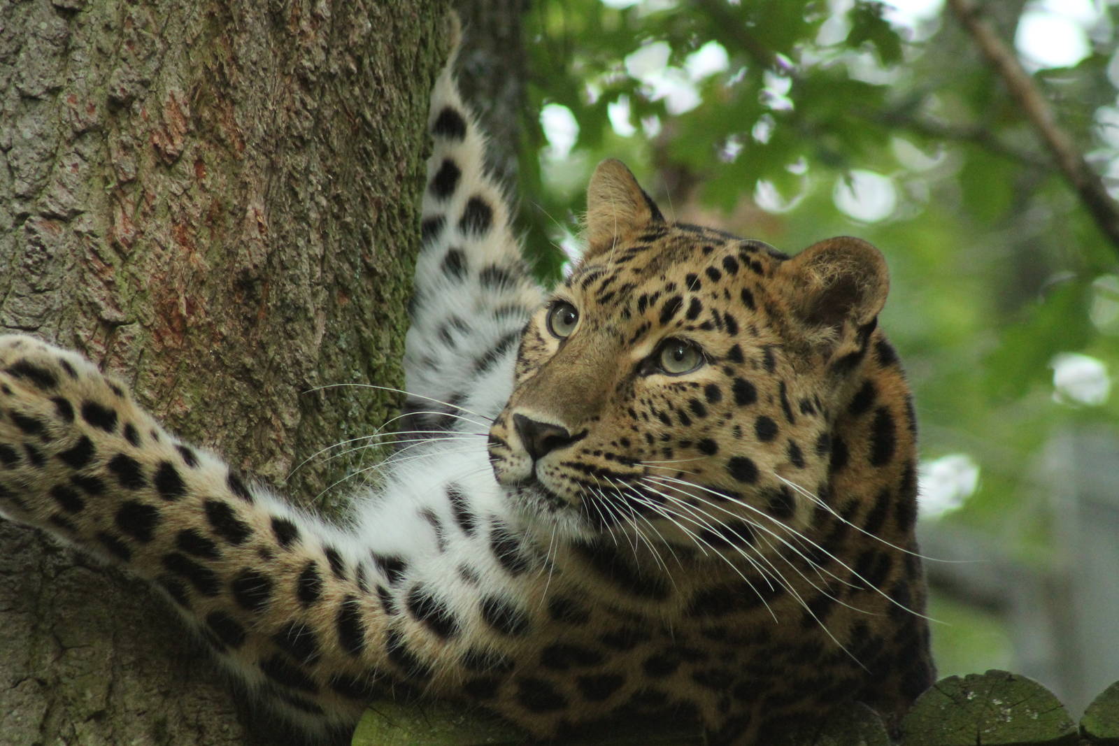 Female Amur Leopard - 24th August 2014