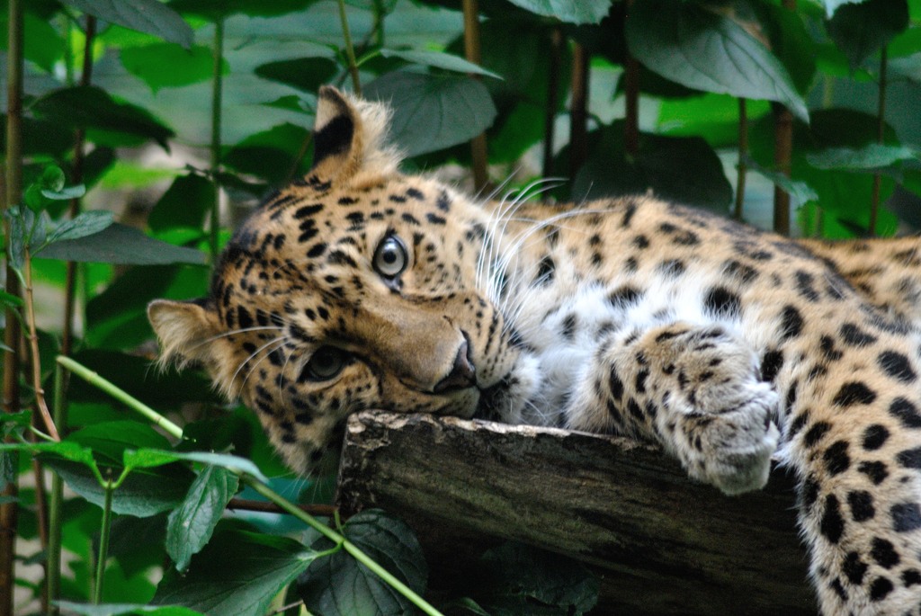 Female Amur leopard Kiska