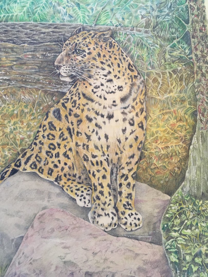 Female Amur Leopard