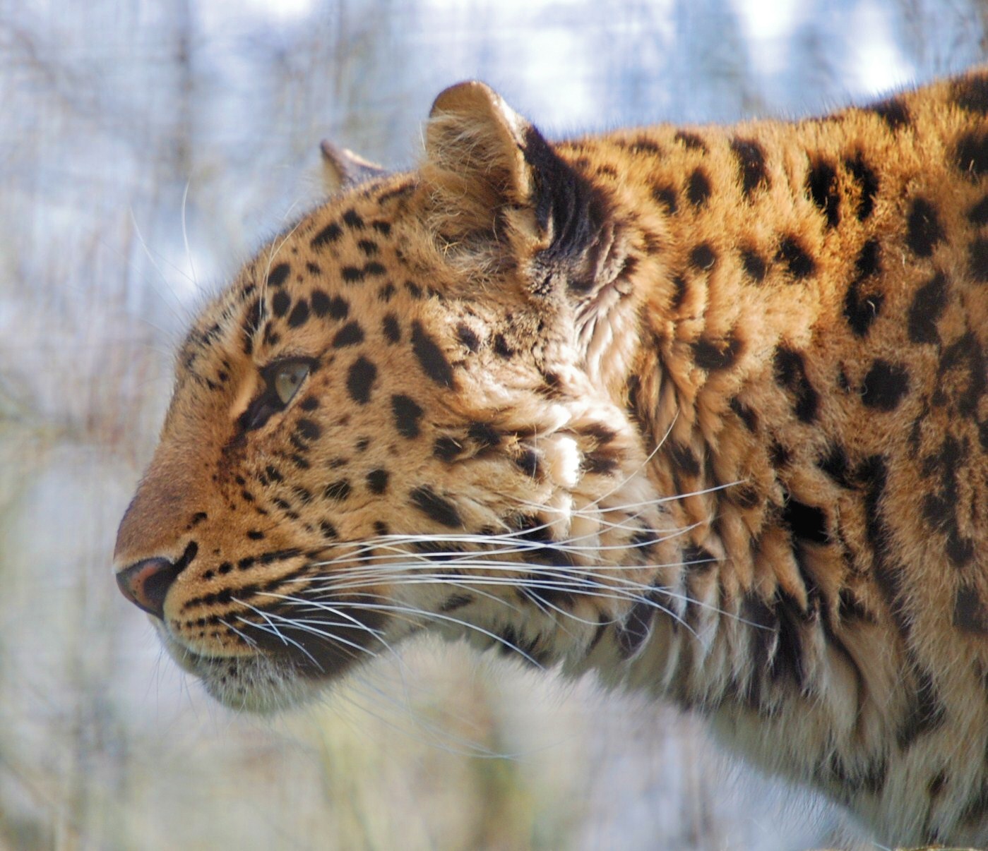 Female Amur Leopard