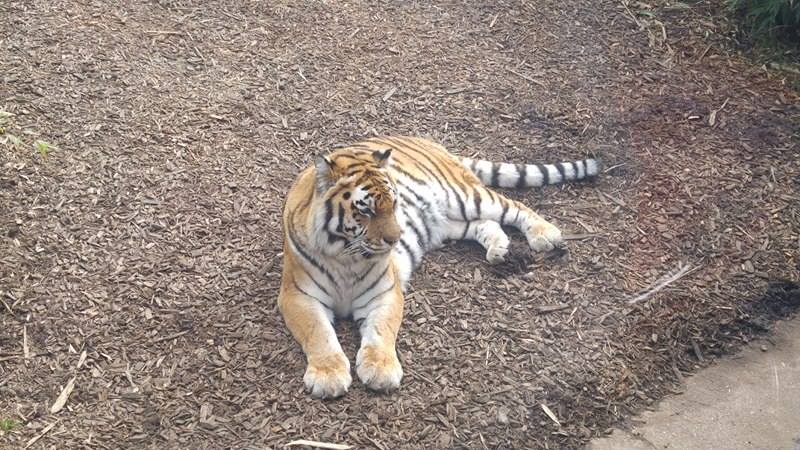 Female Amur Tiger- 18-02-17