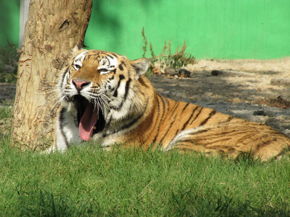 female amur tiger(tehran zoo)