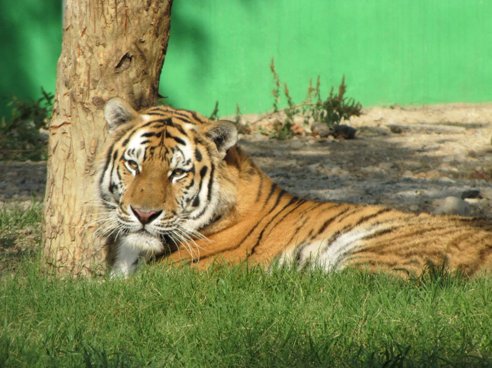 female amur tiger (tehran zoo)