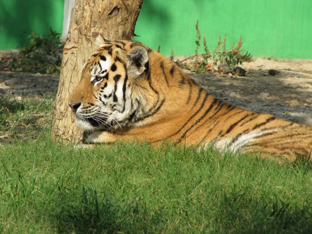 female amur tiger (tehran zoo)