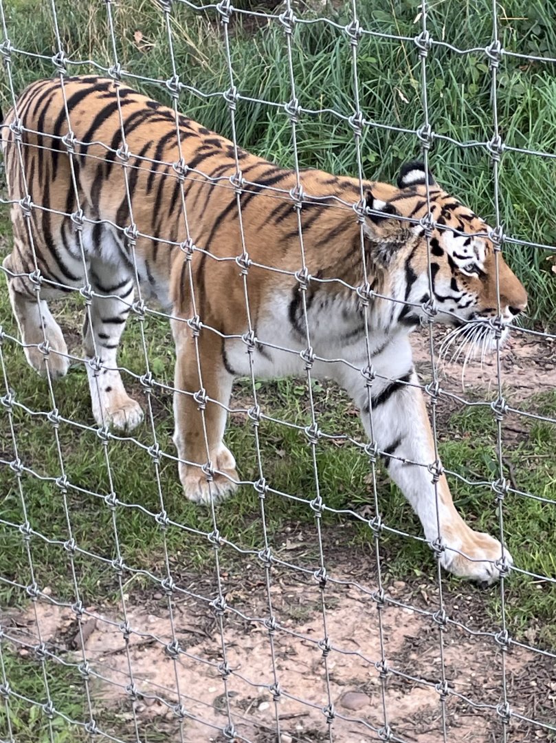 Female Amur Tiger, Tschuna