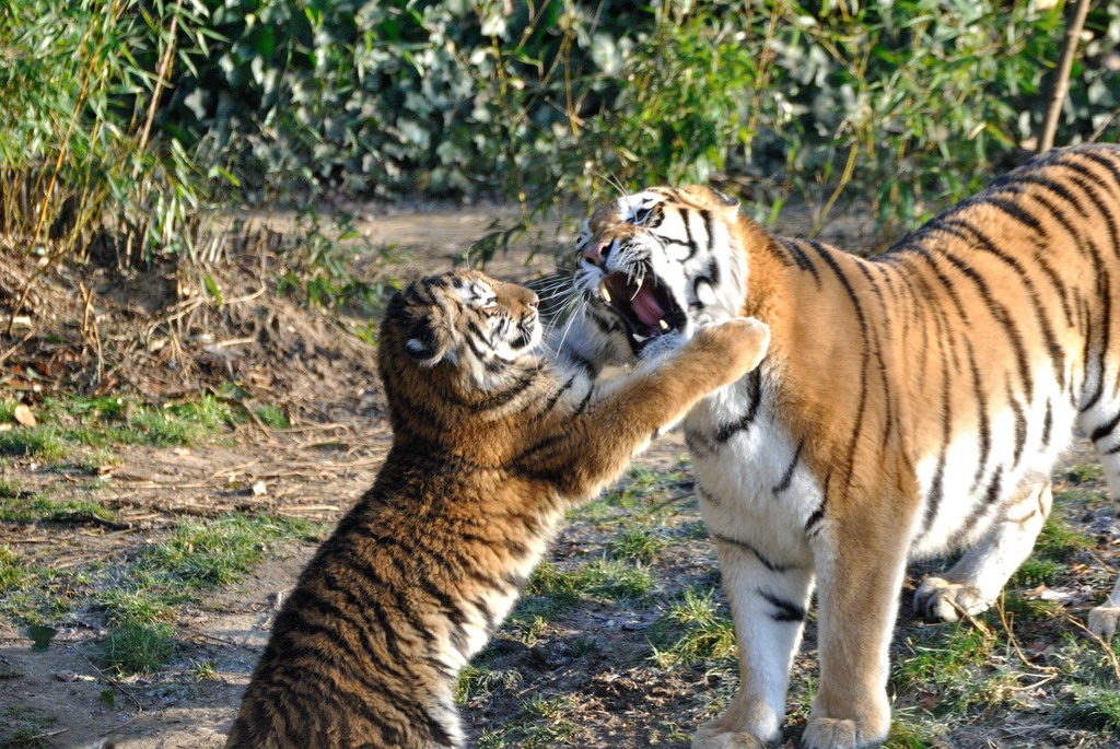 Female Amur tiger with offspring