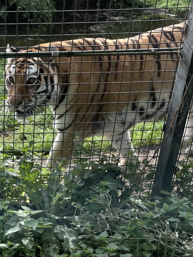 Female Amur Tiger