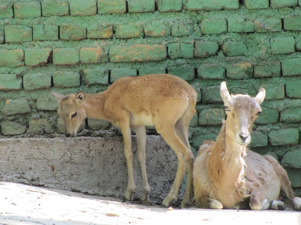female and baby alborz wild sheep (tehran zoo)