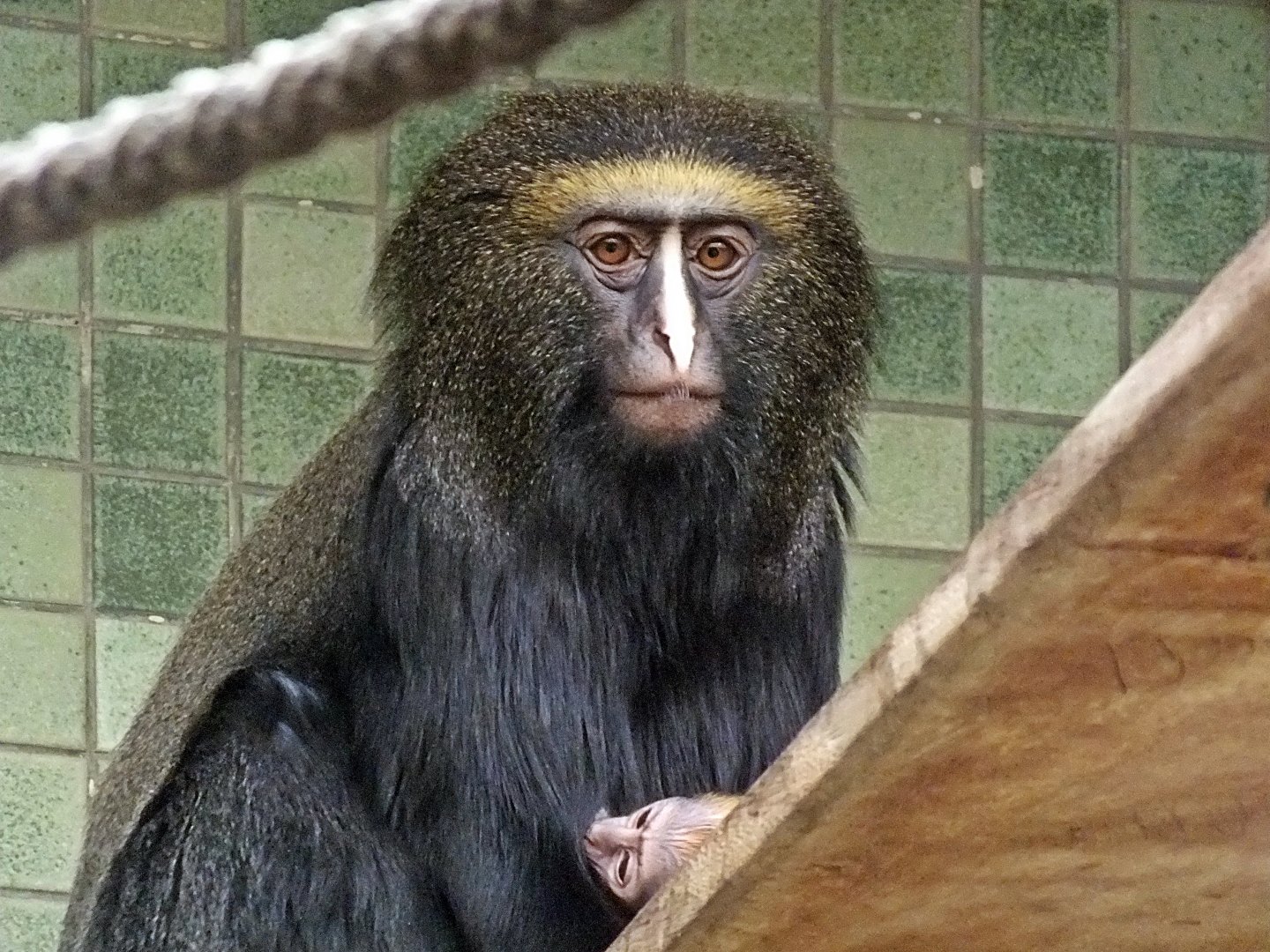 Female and baby owl-faced guenons