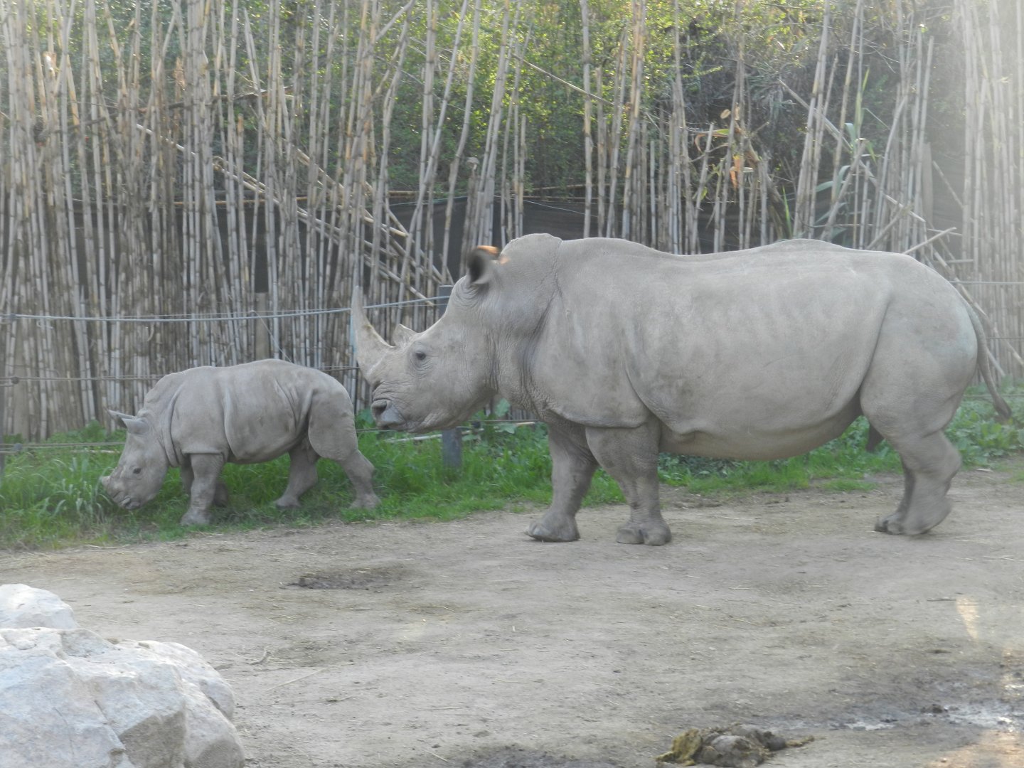 Female and baby southern white rhino - Buin zoo