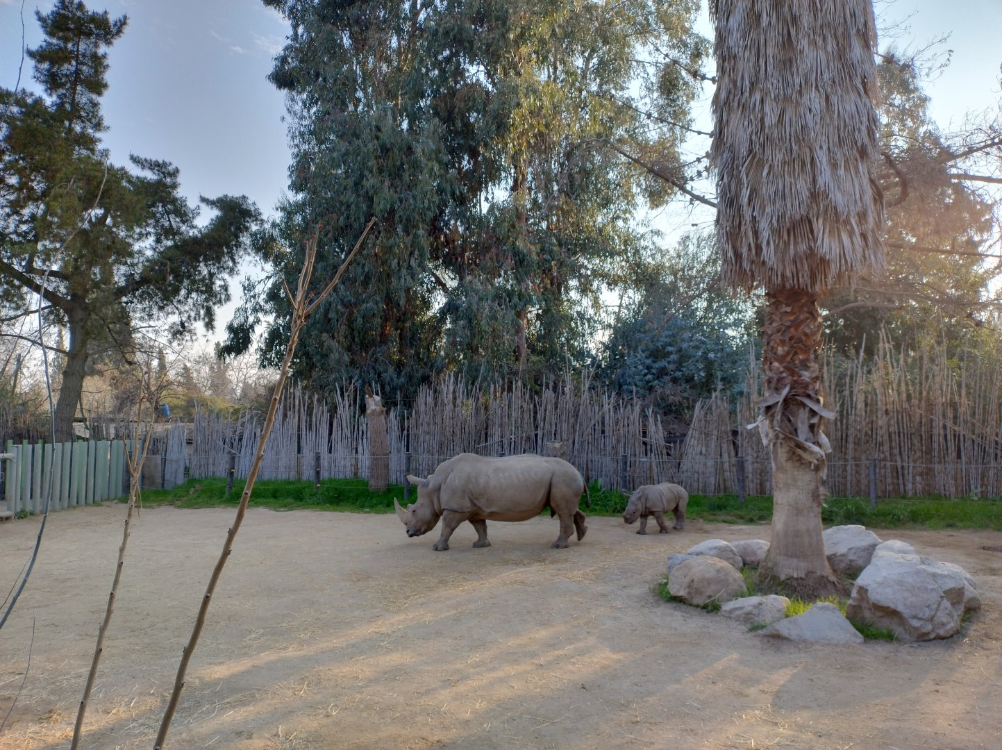 Female and baby southern white rhino - Buin zoo