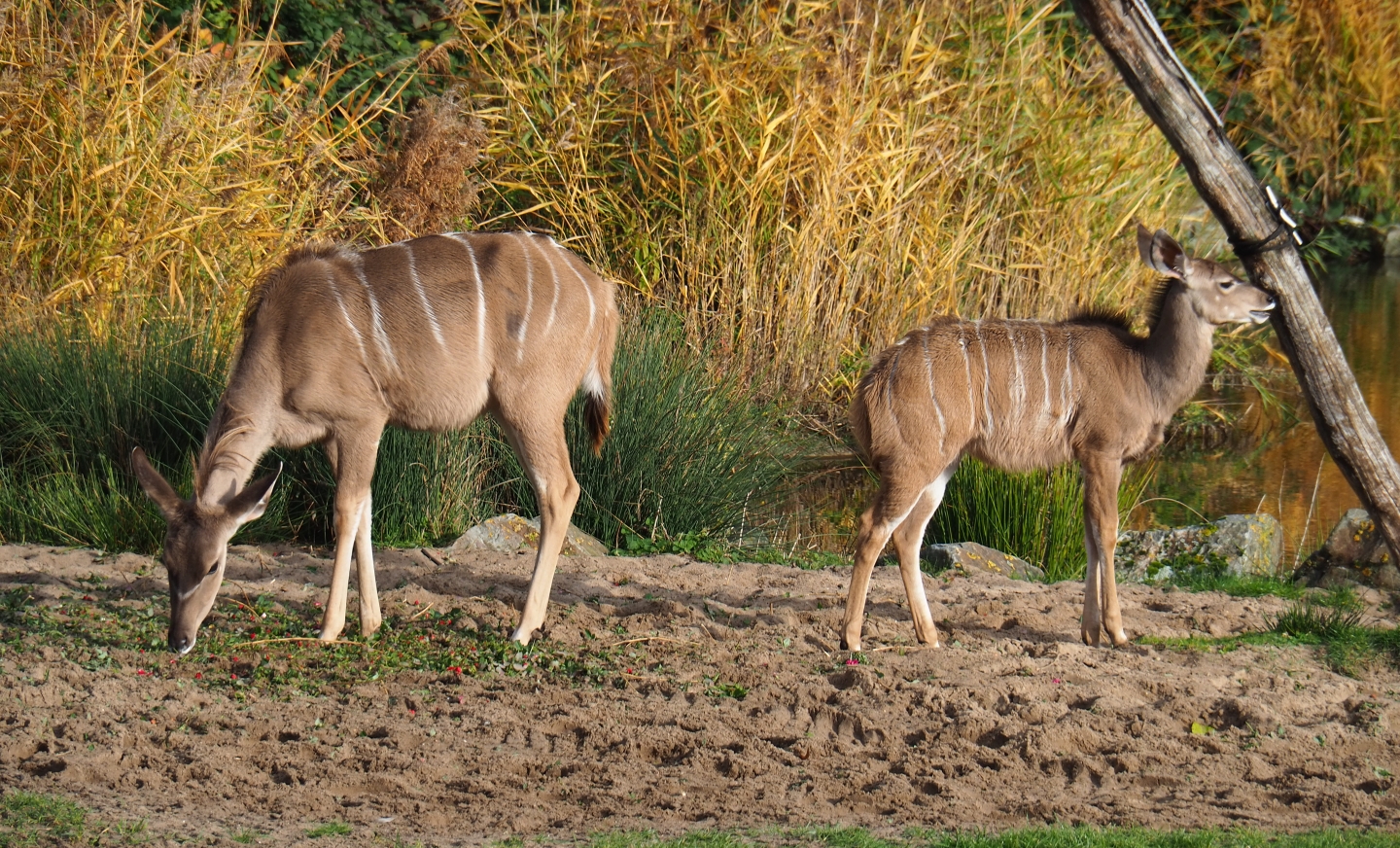 Female and juvenile greater kudu (Tragelaphus strepsiceros), Nov 10th, 2018