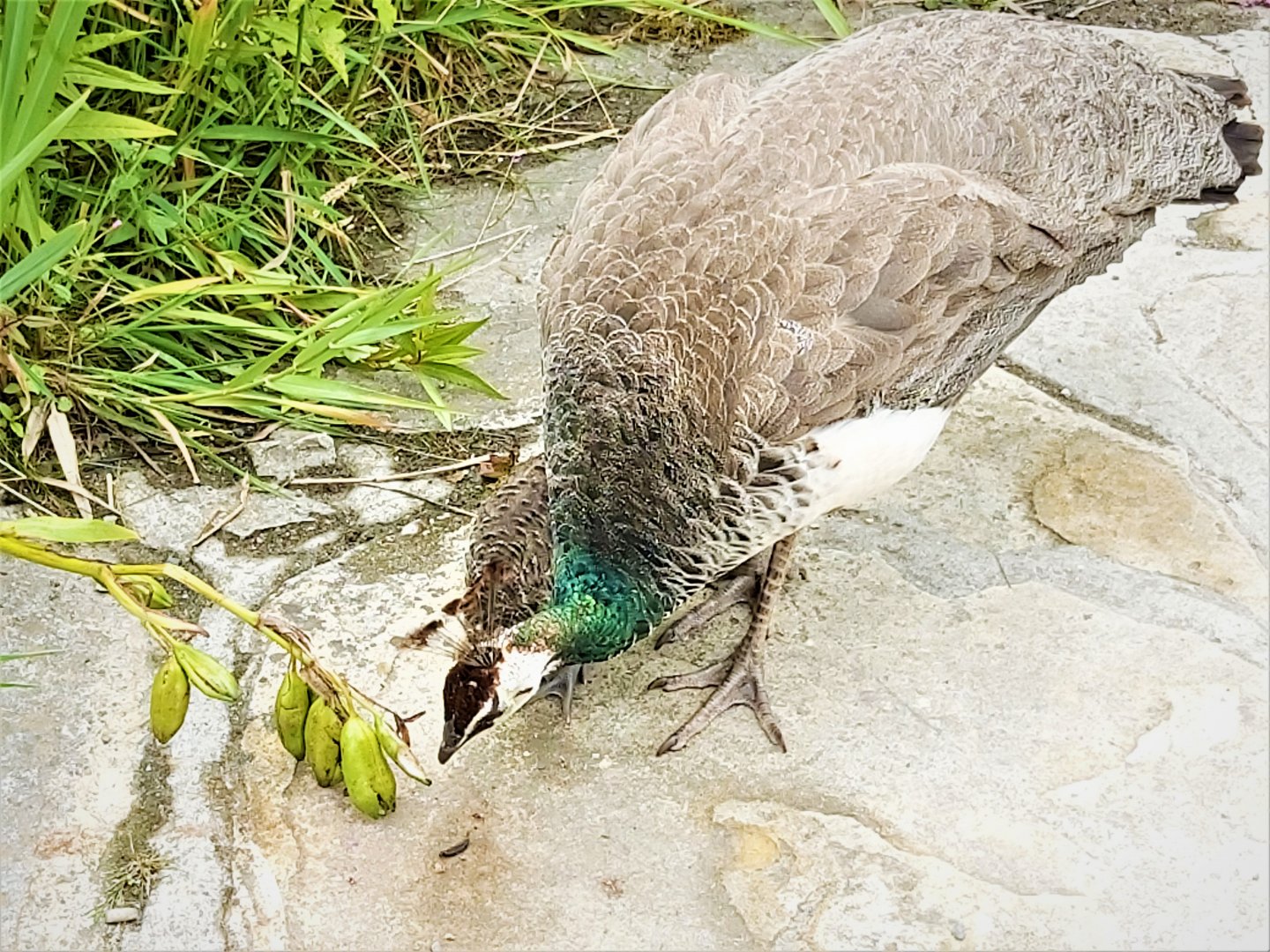 Female and juvenile Indian peafowl