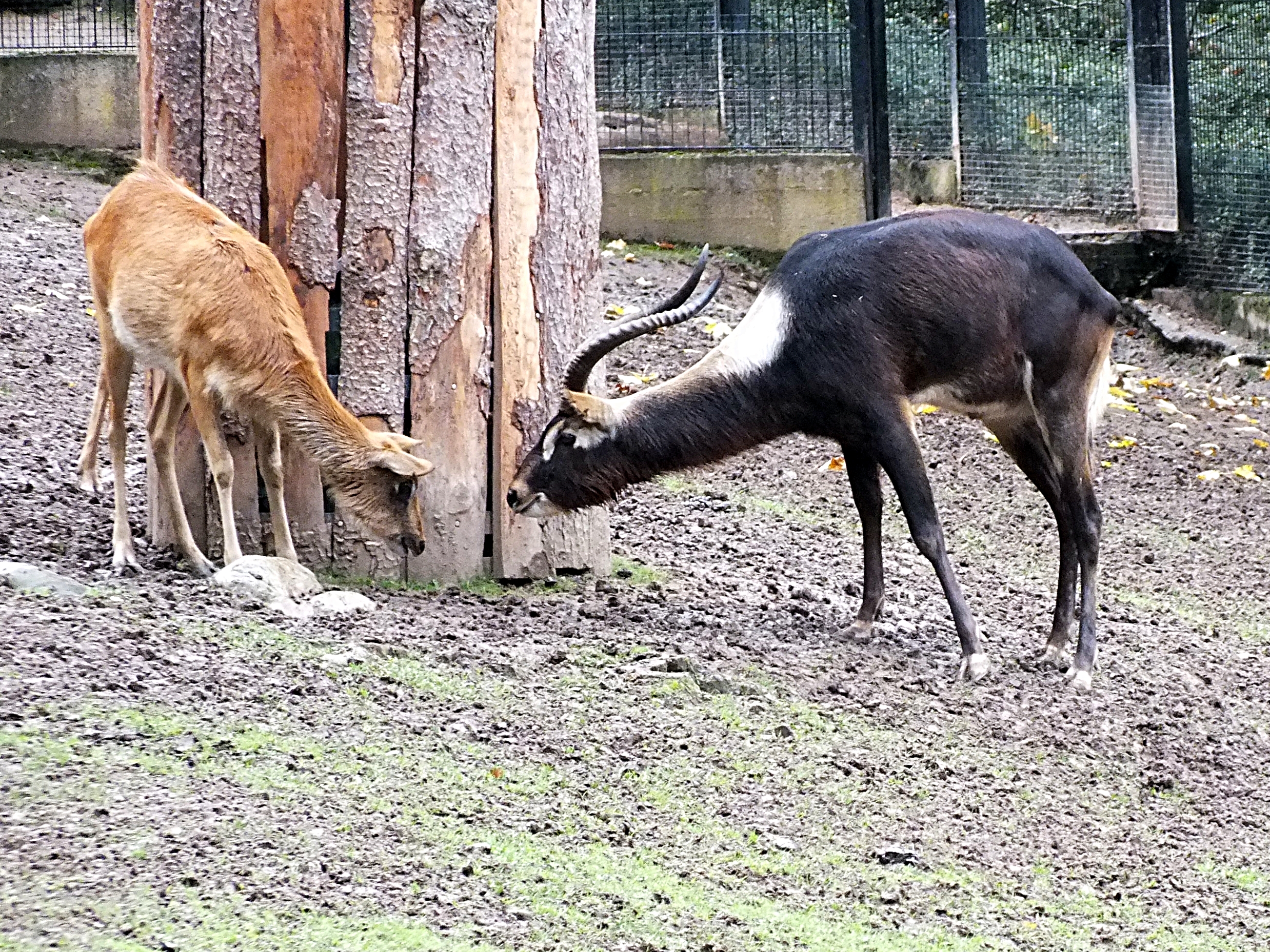 Female and male Nile lechwe