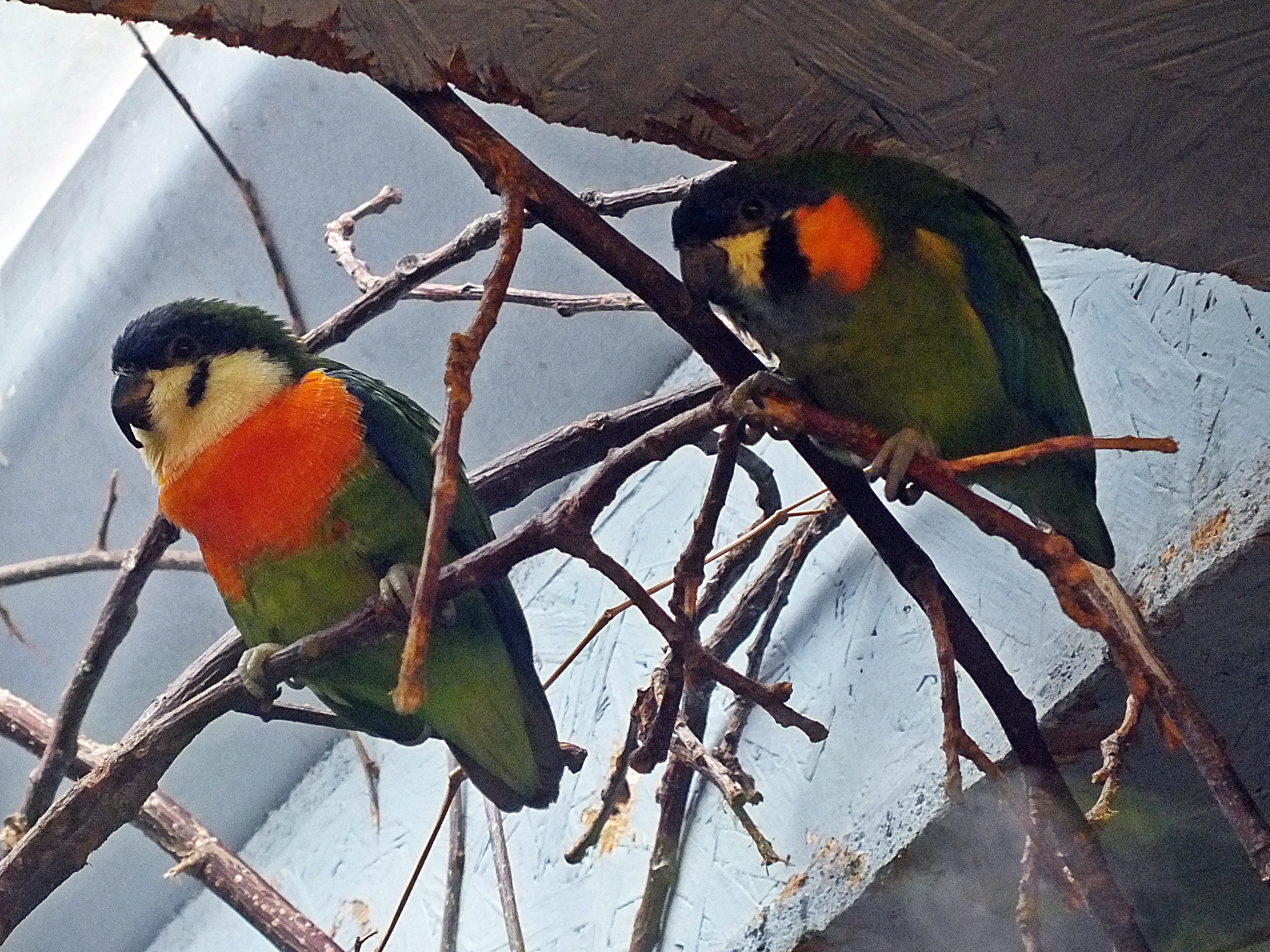 Female and male orange-breasted fig parrots