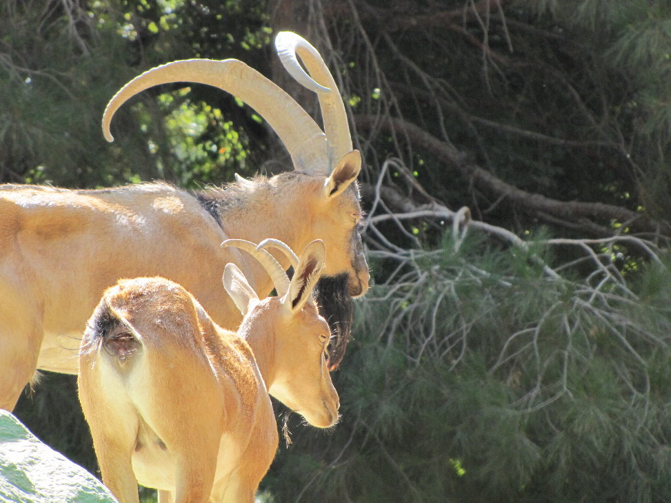 female and male wild bezoar