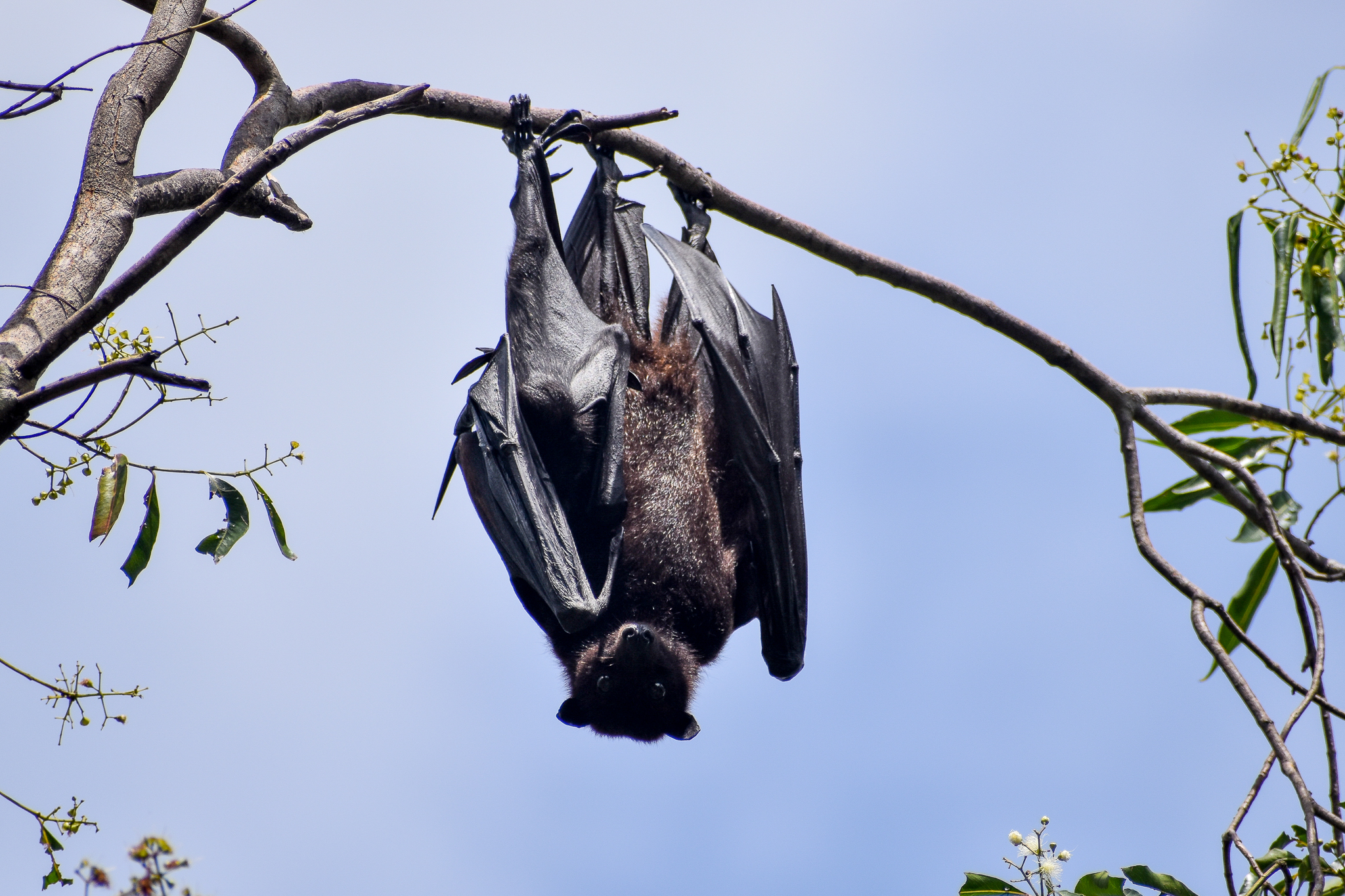 Female and Pup - Black Flying Fox (Pteropus alecto)