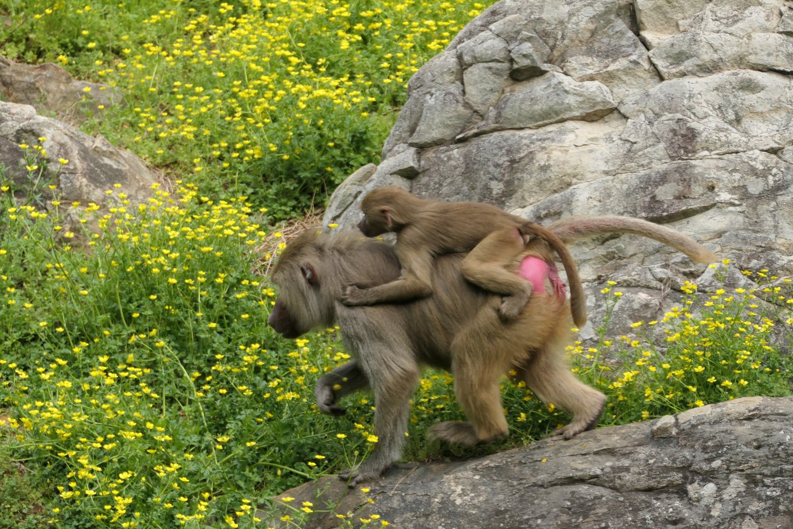 Female and young Hamadryas Baboon