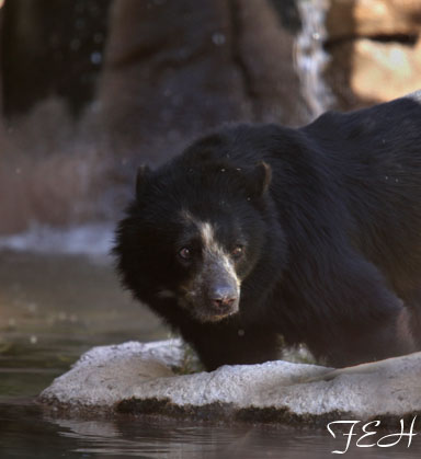 female andean bear